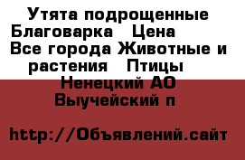 Утята подрощенные Благоварка › Цена ­ 100 - Все города Животные и растения » Птицы   . Ненецкий АО,Выучейский п.